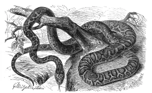 Reptiles, european ratsnake (Zamenis situla)