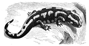 Reptiles, Fire salamander (Salamandra salamandra)