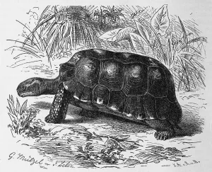 Reptiles, Forest tortoise, Testudo tabulata