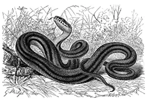 Reptiles, four-lined snake (Elaphe quatuorlineata) is a species of snake in the adder family