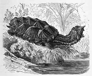 Reptiles, Fringed tortoise, yellow-spotted river turtle (Chelys) fimbriata