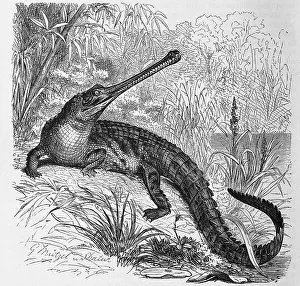 Reptiles, Ganges gavial, also gharial (Gavialis gangeticus) or true gharial
