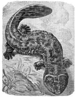 Reptiles, Giant salamander, Megalobatrachus maximus