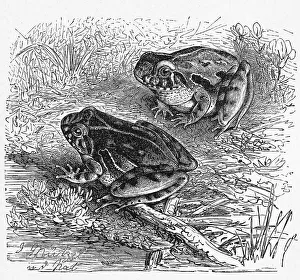 Reptiles, grasshopper frog, southern cricket frog or southeastern cricket frog