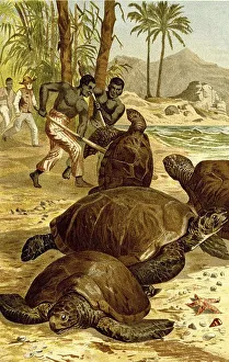 Reptiles, Green turtle (Chelonia mydas)