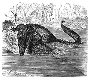 Reptiles, Groin crocodile, also called saltwater crocodile (Crocodylus porosus)