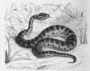 Reptiles, Halys otter, Gloydius halys