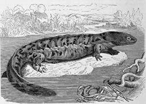 Reptiles, hellbender (Cryptobranchus alleganiensis) is the only species of the monotypic genus Cryptobranchus