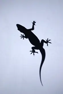 Reptiles, house lizard silhouette sitting on glass for eating insects