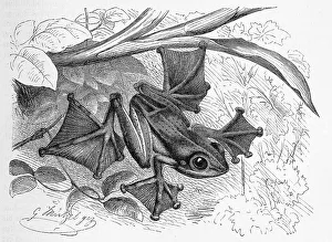 Reptiles, Java Flying Frog, Rhacophorus reinwardtii