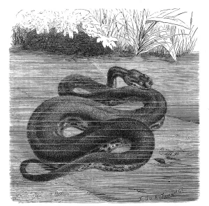 Reptiles, Javanese wart snake, Acrochodrus javanicus may alternatively be called elephant trunk snake