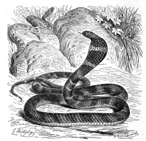 Reptiles, King cobra, Giant hat snake Naja bungarus