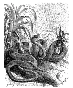 Reptiles, linnaeus sipo (Chironius exoletus)