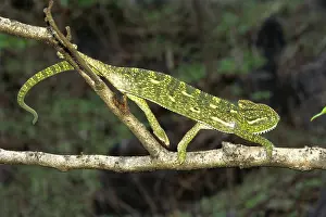 Reptiles, lizards Indian chameleon chamleo zeylanicus