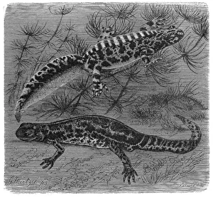 Reptiles, Marbled newt, Molge marmorata