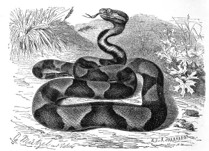 Reptiles, Moccasin snake
