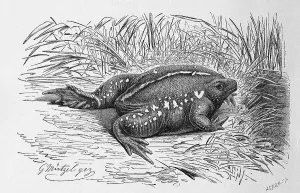 Reptiles, Nose toad, also called Nose frog or mexican burrowing toad (Rhinophrynus dorsalis)