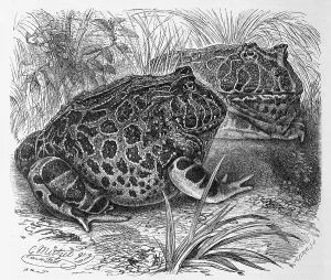 Reptiles, Ornamental horned frog
