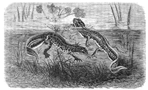 Reptiles, palmate newt (Triturus helveticus) syn
