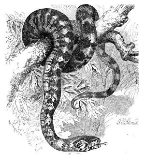 Reptiles, Panther snake, Otyas pantherinus
