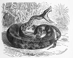 Reptiles, pit viper (Trimeresurus) lanceolatus