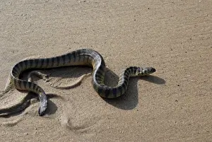 Reptiles, Poisonous sea snake lapemis curtus at beach of Kunkeshwar