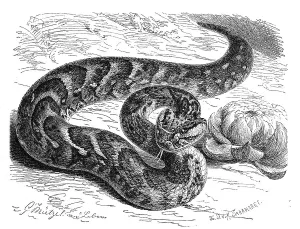 Reptiles, Puff adder (Bitis lachesis) (Bitis arietans)