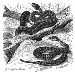 Reptiles, Short Adder, Tiger Snake (Notechis scutatus)