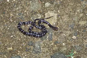 Reptiles, snake Indian common krait bungarus caeruleus