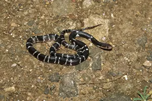 Reptiles, Snakes, Indian Common Crait Cremonou Bungarus Caeruleus