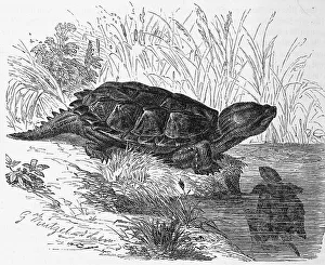 Reptiles, Snapping turtle, also called common snapping turtle (Chelydra serpentina)
