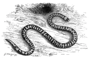 Reptiles, South African coral snake