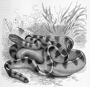 Reptiles, Striped snake, Hydrophis cyanocinctus belongs to the sea snakes within the family of elapid snakes (Elapidae)