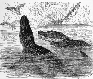 Reptiles, The, Southern yacare caiman (Caiman crocodilus yacara) Syn