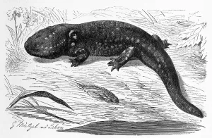 Reptiles, Tiger salamander (Ambystoma tigrinum)