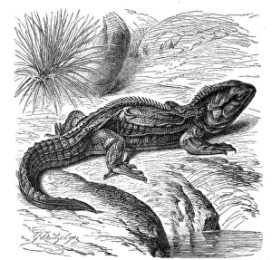Reptiles, tuatara (Sphenodon) or Tuatara punctatus is the only recent species of the family Sphenodontidae