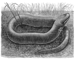 Reptiles, two-toed amphiuma (Amphiuma means) is a species of newt
