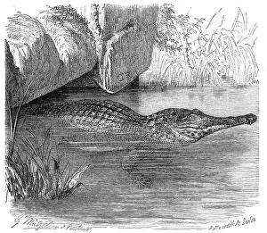 Reptiles, West African Armoured Crocodile (Mecistops cataphractus) is an African species of the True Crocodile