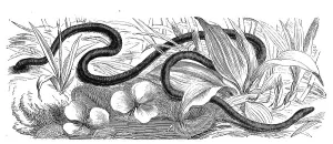 Reptiles, Wormworm, Caecilia tentaculata is a soil-dwelling blind worm