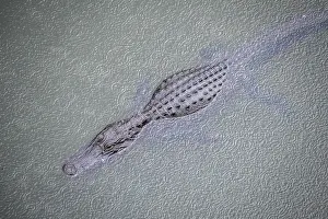 A reptilian commonly known as gator swimming around a swamp in the national park