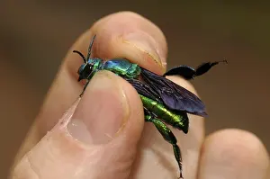 Researcher examines a magnificent bee (Exaerete frontalis)