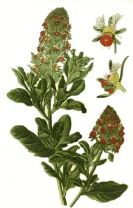 Reseda odorata, mignonette, garden reseda