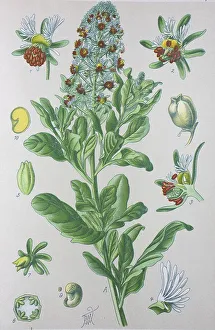 Reseda odorata (Reseda odorata)