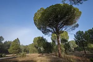 Resin extraction in a Pinus pinaster forest