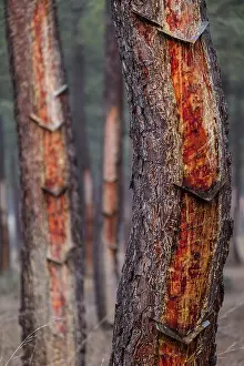 Resin extraction in a Pinus pinaster forest