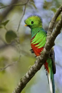 Resplendent quetzal