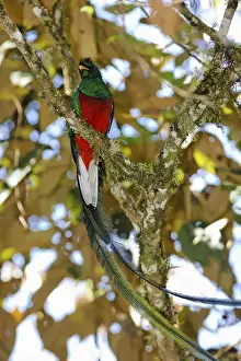 Resplendent Quetzal (Pharomachrus mocinno)
