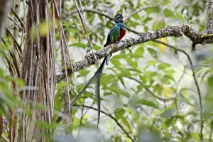 Resplendent Quetzal (Pharomachrus mocinno)
