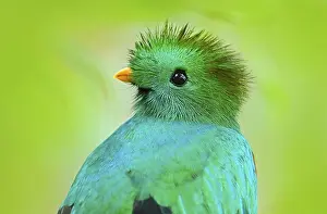 Resplendent Quetzal, Pharomachrus mocinno
