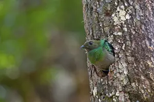 Resplendent Quetzal (Pharomachrus mocinno)